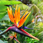 Set 4 Orange Bird of Paradise Plants Live, 4-8 Inch Tall Tropical Plants for Indoor Outdoor Growing