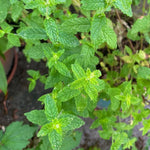 Strawberry Mint Plant Live in 4'' Pot, Mint Herb Plants for Culinary and Garden Growing, Perennial Herbs