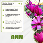 Magnolia Tree Live Plant 12 to 18 Inch Tall, Fragrant Magnolia Plant Live, Magnolia Bush Live Plant in Gallon Pot (Ann Magnolia)