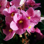 Pink African Violet Plant Live, Pink Violet Flower, 3-5 Inches Tall