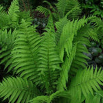 Cinnamon Fern Bare Roots, 30 Fern Roots, 4 to 7 Inc in Height