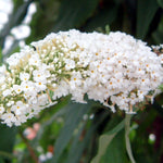 2 Butterfly Bush Live Plants, White Buddleia Shrubs, 5–9 Inch Tall, Fragrant Flowering Shrubs, No Pot