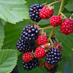 Pack 2 Thornless BlackBerry Plants Live, 4-8 Inch Tall, BlackBerry Bush Live Plant, Sweet Blackberries Fruit Indoor Outdoor (Triple Crown BlackBerry)