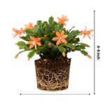 Christmas Cactus Plants Live, Flowering Thanksgiving Cactus with Vibrant Blooms, 4-7'' Tall, Easy-Care Indoor Houseplant (Salmon Blooms)