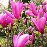 Set of 2 Magnolia Trees Live, 8-12 Inches Tall Cuttings Hardy Fragrant Flowering Magnolia Plants for Outdoor Garden (Ann Magnolia)