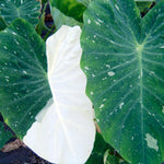 Colocasia Elephant Ears Live Plant, Alocasia Plant, Esculenta Taro Live Houseplant, 5-7 Inc Tall (Bicolor)