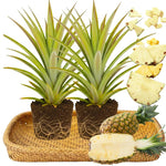 Set of 2 Sugarloaf Pineapple Live Plants, 4-6" Tropical Pineapple Plants for Indoor Outdoor Growing, Patio Container Garden, No Pot, Fast-Growing