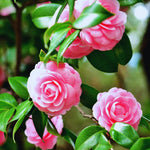 Pink Camellia Plant Live, Camellia Japonica Tree, 5 to 10 Inc Tall, Flower Bush Plant Pot, 4 Inc