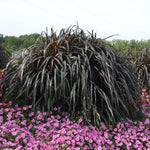 2 Fountain Grass Plants Live, 5-9 Inch Tall Ornamental Grass Live Plants for Landscaping and Garden Borders (Black Fountain Grass)