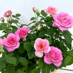 Rose Bush Live Plant, Heirloom Rose Plant Live for Planting, 5-10 Inch Tall, Fragrant Flowers Well Rooted Starter Plant, No Pot (Pink Rose)