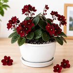 Red African Violet Plant Live, 4 Inch Pot, Indoor Flowering Plant