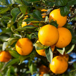 Orange Tree Live Plant, Late Season Orange Tree, Well Rooted, 1-2 Feet Tall, Sweet Citrus Trees for Containers, Pot and Outdoor Garden