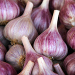 4 XL Size Purple Garlic Bulbs for Planting Outdoors, 0.5 Pound About 4-5 Bulbs Heirloom Garlic for Fall Planting