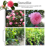 White Camellia Live Plant, 10-12 Inch Tall Camellia Japonica in 4" Pot, Flowering Shrub for Indoor or Outdoor Planting