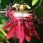 Pack 2 Passion Flower Plants, Burgundy Passiflora Vine Flowering Plant 4-7 Inch Tall, Indoor Outdoor Planting