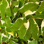Green White Colocasia Elephant Ear Plants Live 4–7 Inches Tall, Taro Alocasia Tropical Foliage Plants for Outdoor Garden Home Decor