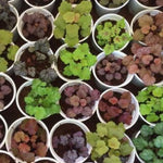 2-Pack Live Heuchera Coral Bells Plants, Mix Colorful Leaves, Vibrant Indoor Outdoor Planting