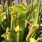 Nepenthes Pitcher Plant Pots Live Plants, Hybrid Pitcher Nepenthes for Terrariums Backyard Gardens, Size Starter 8 Months Old for Easy Planting Indoor Outdoor