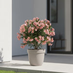 Dwarf Salmon Oleander Plant Live, Oleander Live Plant, 5 to 7 Inches Tall, Flowering Ornamental Shrub, Easy Care Outdoor Plant