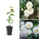Climbing Roses Live Plants, Rose Bushes Ready to Planting, No Pot, Cut Back, Well Rooted, 6-8 Months Old (White)