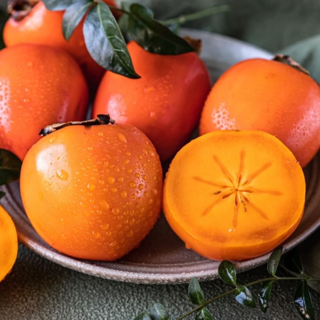 Persimmon Fruit Tree Live Plant, Hardy Persimmon Tree Live Plant for Planting Outdoors, 7 to 10 Inc Long