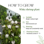 White Shrimp Plant Live, Live Shrimp Shrubs Plant, 5-7 Inches Tall, Easy Care Houseplant, Fragrant Blooms, Indoor Outdoor Growing