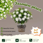 2 Jasmine Plants Live, Jasmine Flower Plant Indoors Outdoors, Climbing Vine Plant, 5 to 8 Inc Tall