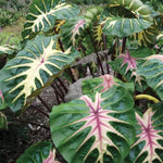 Colocasia Elephant Ears Live Plant, Alocasia Plant, Esculenta Taro Live Houseplant, 5-7 Inc Tall (Green Pink Leaf)