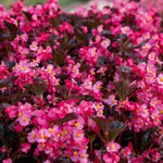 Set of 2 Begonia Angel Wing Maculata Live Plants, 5-9 Inch Tall, Rose Bronze Leaf Polka Dot Begonia for Home and Garden Decor