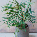 Philodendron Live Plant, Rare Variegated Houseplant 5-8 Inch Tall, Indoor Live Plant for Home or Office Decor, No Pot (Green Philodendron Plant)