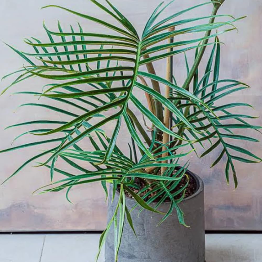 Philodendron Live Plant, Rare Variegated Houseplant 5-8 Inch Tall, Indoor Live Plant for Home or Office Decor, No Pot (Green Philodendron Plant)