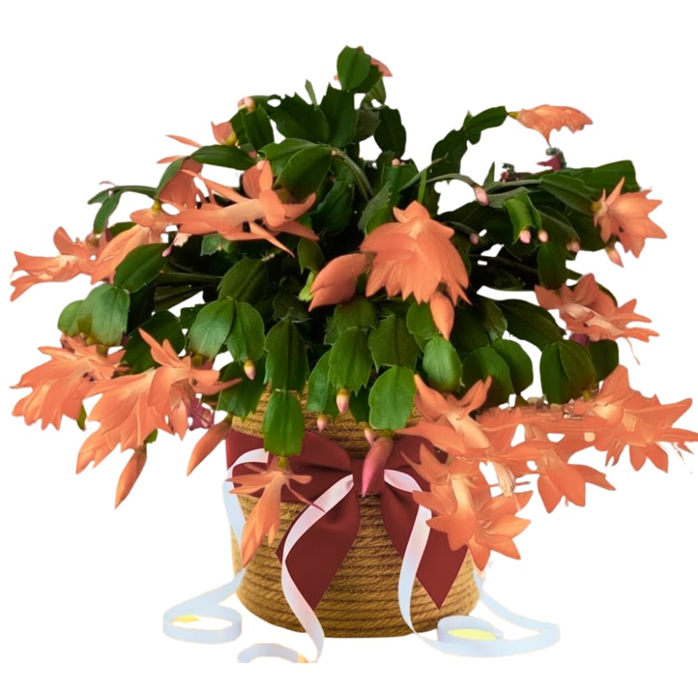 Christmas Cactus Plants Live, Flowering Thanksgiving Cactus with Vibrant Blooms, 4-7'' Tall, Easy-Care Indoor Houseplant (Salmon Blooms)