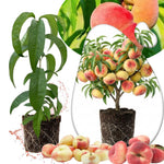 Donut Peach Live Plant, Outdoor Garden Fruit Tree, 1-2 Ft Tall