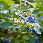 Pack 2 Blueberry Bush Live Plant, Blueberry Plants Live for Planting 5 to 9 Inch Height, Sweet Blueberries Tree Live Plant (Jewel Blueberry)