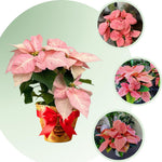2 Multi Varieties Poinsettia Plants Live, Pink Poinsettia Flowers for Holiday Christmas Gift, Decoration Houseplant 5-10" in Tall, No Pot