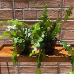 Fishbone Cactus Plant Live, Houseplant, Pink Epiphyllum Flower Cactus Live Plant, 5 to 8 Inc in Height