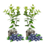 Pack 2 Blueberry Bush Live Plant, Blueberry Plants Live for Planting 5 to 9 Inch Height, Sweet Blueberries Tree Live Plant (Sharpblue Blueberry)