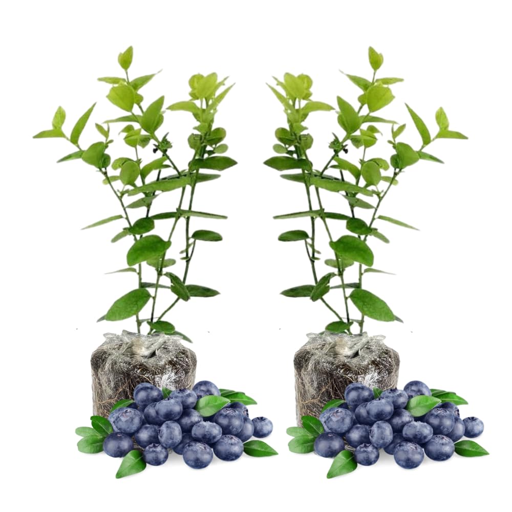 Pack 2 Blueberry Bush Live Plant, Blueberry Plants Live for Planting 5 to 9 Inch Height, Sweet Blueberries Tree Live Plant (Sharpblue Blueberry)