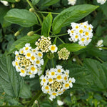 White Lantana Plants Live in 4 Inch Pot, Perennial Lantana Plants Live for Planting Outdoors Garden, 4-6 Inch Tall, Vibrant Flowers Colors