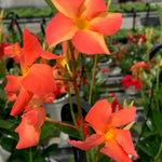 Set of 2 Mandevilla Live Plants, Orange Mandevilla Flower Plants, 4 to 6 Inches Tall Garden