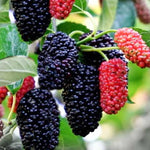 Mulberry Plant Live for Planting 5 to 8 Inch Tall, Sweet Mulberry Fruit Tree, Mulberries Seedling (Dwarf Mulberry)