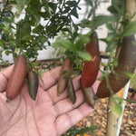 Red Finger Lime Tree Live, 1-2ft Tall, Citrus Plant 1 Gallon Pot, Finger Lime Citrus Tree, Well Rooted Fruit Plant