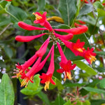 2 Major Wheeler Honeysuckle Plants Live for Planting, Fragrant, Easy to Grow, Perfect for Landscaping, No Pot, Ideal for Trellises Fences, Climbing or Bush, Rooted Cutting 8-12", Dormant No Leaf