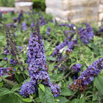 Pack 2 Butterfly Bushes Live Plant, Fragrant Buddleia Bush Shrub, 4 to 9 Inch Tall (Light Blue Blooms)