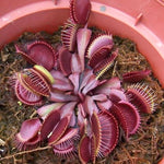 3 Starter Venus Fly Trap Live Plants in Pot, Live Venus Fly Traps for Terrarium Outdoor Indoor Gardening