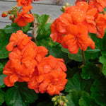 2 Orange Geranium Plants Live, Vibrant Blooms, Hardy Perennial Geranium Flowers 4-8 Inches, Indoor Outdoor Planting