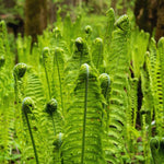 Live Ostrich Fern Plants, 20 Fern Roots, Easy to Plant