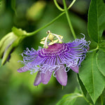 Light Lavender Passion Flower Plant Live, Passiflora Flowering Vine, Trailing Passion Flowers 4 to 8 Inch Tall