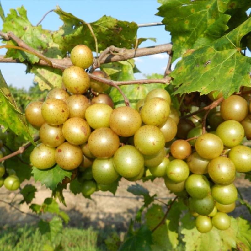 2 Bronze Muscadine Grape Live Plants, Cold Hardy Grape Vines 4-8" Tall for Garden or Vineyard Growing