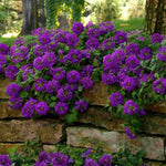 Pack 4 Purple Perennial Verbena Plants, Purple Verbena Live Plants, Verbena Flower Trailing Plants Live for Planting, Purple Verbena Plants in Zones 7 to 11